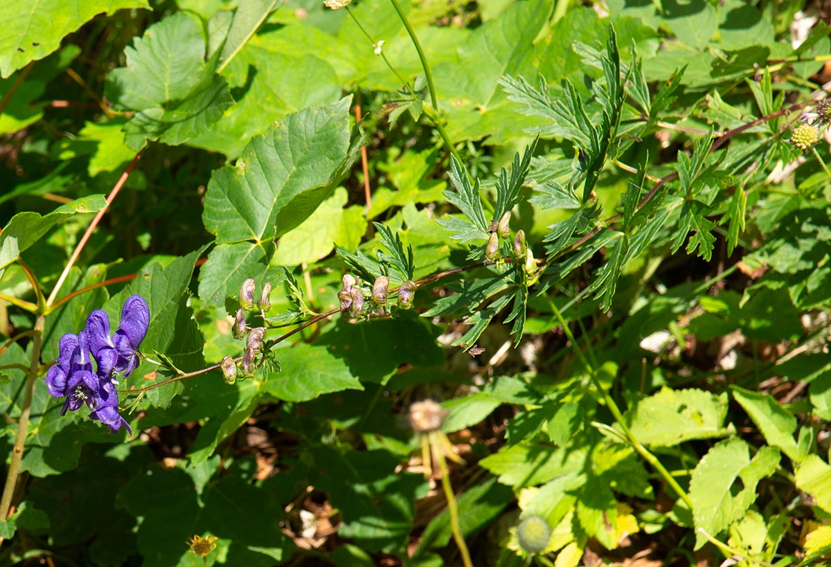 &uuml;berh&auml;ngender St&auml;ngel